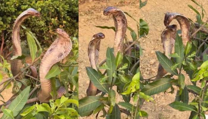 Snakes Video: పచ్చని చెట్టు మీద రెండు నాగుపాముల సయ్యాటలు.. అరుదైన వీడియో..