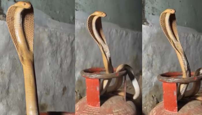 Snake Video: బాప్ రే.. సిలిండర్ మీద పడగ విప్పి బుసలుకొడుతున్న నాగుపాము.. అరుదైన వీడియో..