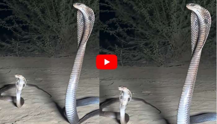 Cobra Video: పిల్ల నాగును పడగ విప్పి కాపాడుకుంటున్న భారీ నాగుపాము వీడియో..