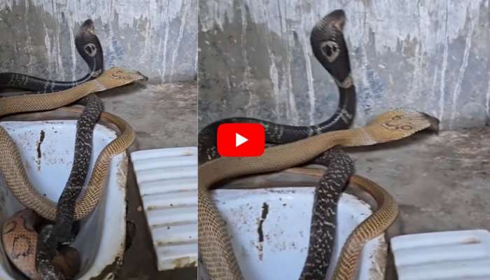 Cobras Video: బాత్‌రూమ్‌లో కాలనాగుల కలకలం.. వీడియో చూస్తే షాక్‌ అవ్వాల్సిందే!
