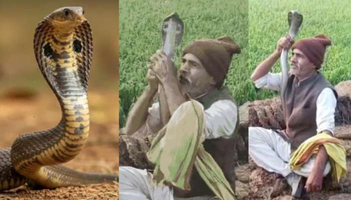 Video Viral: నాగుపామును పిసికేస్తా అంటూ ఫోజులు.!. ఇంతలో షాకింగ్  ఘటన.. ఓళ్లు గగుర్పొడిచే వీడియో...