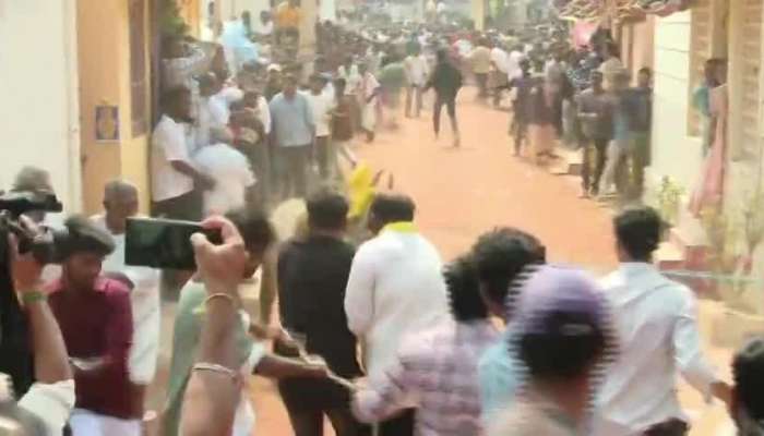 Jallikattu Event In Chittoor Outskirts Areas In AP