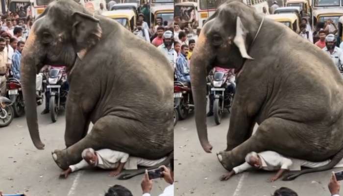 Elephant Video: ఇదెక్కడి మాస్ రా మావా.!. నడి రోడ్డు మీద మనిషిపై కూర్చున్న భారీ ఏనుగు.. వీడియో వైరల్..