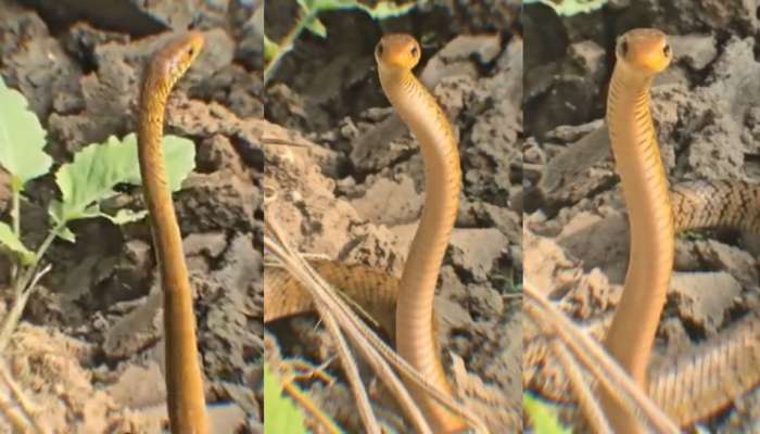 Snake Video: ఓర్నాయనో.. వయ్యారంగా మెలికలు తిరుగుతూ డ్యాన్స్ చేస్తున్న నాగు పాము.. వీడియో వైరల్..