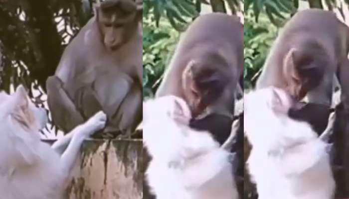 Monkey Video: ఇదెక్కడి విడ్డూరం.. పెంపుడు కుక్కకు ముద్దులు పెడుతున్న వానరం.. వీడియో వైరల్..