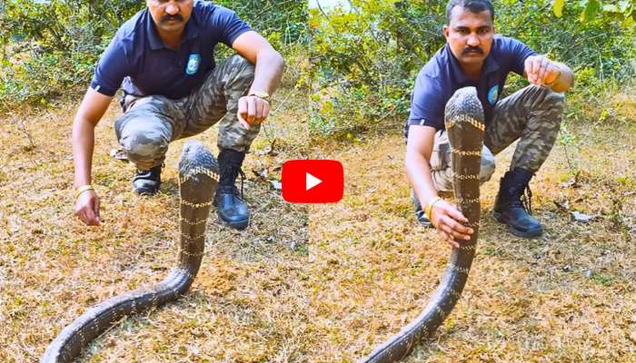 Cobra Video: 18 అడుగుల కోబ్రాను.. ఒంటి చేతితో పట్టుకున్న యువకుడు.. వీడియో!