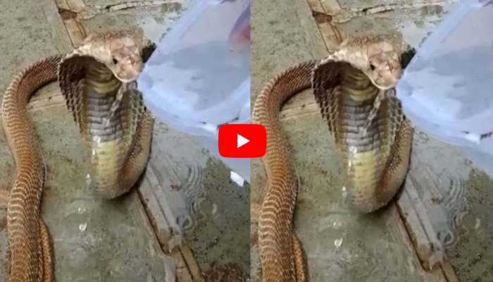 Cobra Video: ప్లాస్టిక్ డబ్బాలో నీటితో దాహం తీర్చుకున్న నాగుపాము..వీడియో ఇదే..