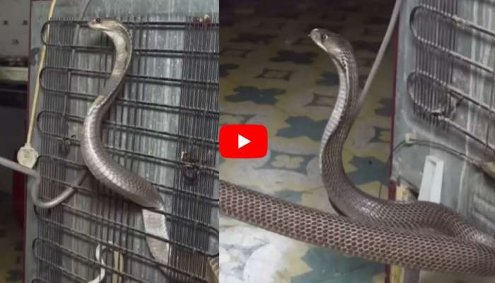 Giant Cobra Video: కిచెన్‌లో ఫ్రిజ్ వెనుక భారీ నాగుపాము.. సంచలనం సృష్టిస్తున్న వీడియో.. 