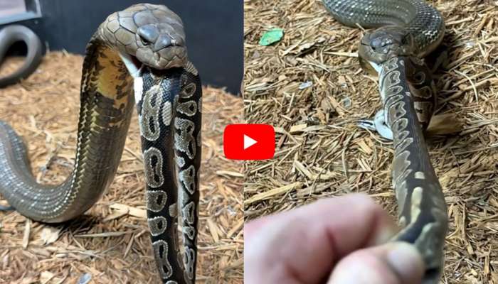 Giant Cobra Video: ఓరి నాయనో.. కోబ్రా తింటున్న పామును లాక్కుంటున్న యువకుడు.. వీడియో ఇదే..