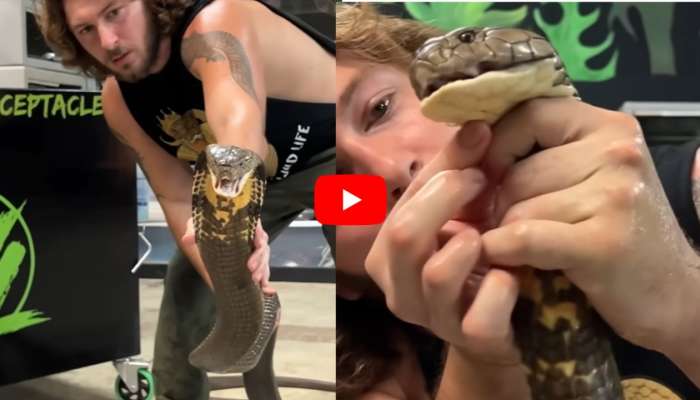 Giant Cobra Video: వామ్మో.. సింగిల్ హ్యాండ్‌తో కోబ్రాను పట్టుకొని చికిత్స చేశాడు.. వీడియో!