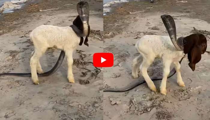 Giant Cobra Video: గొర్రె పిల్ల మెడకు చుట్టుకున్న కోబ్రా.. దానిని ఎలా రక్షించారంటే.. వీడియో..