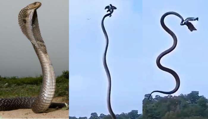 Snake Video: గుండెలు గుభేల్.. గాల్లో ఎగిరి పక్షులను పట్టుకున్న నాగు పాము.. వీడియో..