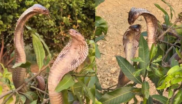 Snakes romance Video: ఇదెక్కడి విడ్డూరం.. చెట్టు మీద సరసాలు ఆడుతున్న రెండు నాగు పాములు.. అరుదైన వీడియో..