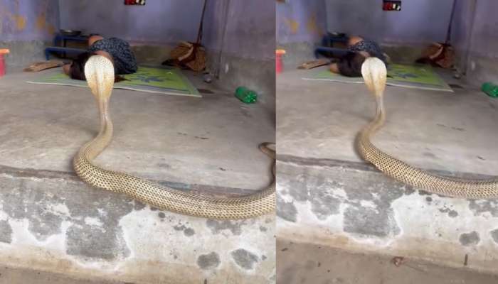 Snake Video: ఇంట్లో నెల మీద పడుకుంటున్నారా..?.. నాగు పాము ఏంచేసిందో తెలుసా..?.. వీడియో వైరల్..