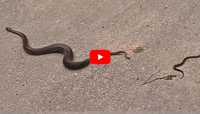 Baby Snake Video: నడి రోడ్డుపై.. పిల్లలకు జన్మనిచ్చిన తల్లిపాము.. వీడియో ఇదే..