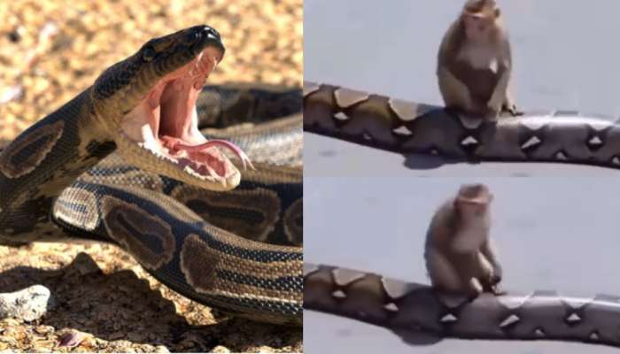 Python Video: ఇవెం కోతి చెష్టలురా నాయన.?.. భారీ కొండ చిలువ మీద కూర్చున్న వానరం.. వీడియో వైరల్..