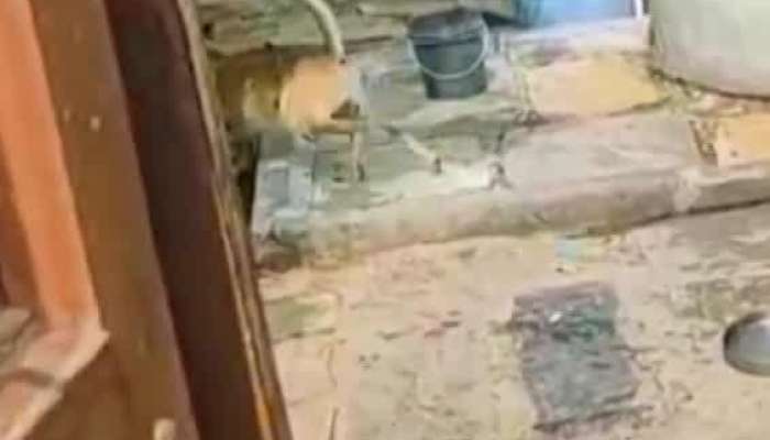 Snake And Dog Fight One Hour Know What Happened Watch Viral Video