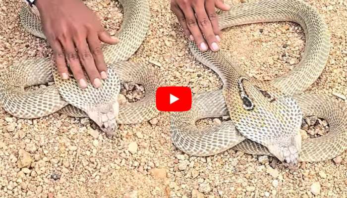 Snake Video: పడుకున్న పామును చేతితో నిమురుతున్న వ్యక్తి.. షాకింగ్ వీడియో వైరల్..