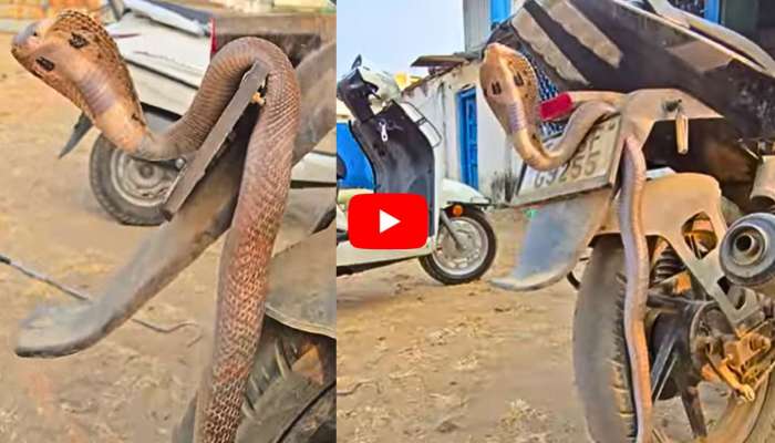 Huge Cobra Video: పల్సర్ బైక్ వెనుక భారీ నాగుపాము.. ఫోటోలు తీస్తున్న స్థానికులు.. వీడియో..