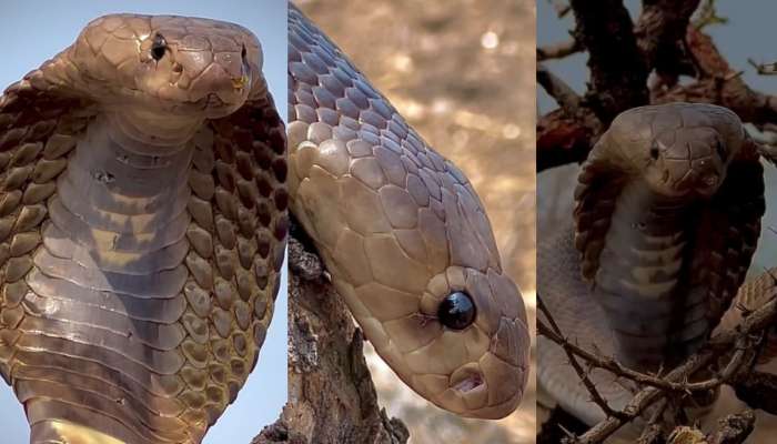 Snake Video: వామ్మో.. చెట్టు మీద పగడ విప్పి కూర్చున్న భారీ నాగు పాము.. ఓళ్లు గగుర్పొడిచే వీడియో..