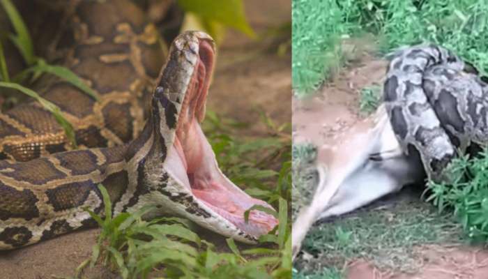 Python Video: వామ్మో.. కళ్లముందే జింకను గుటుక్కున మింగిన  భారీ కొండ చిలువ.. వీడియో వైరల్..