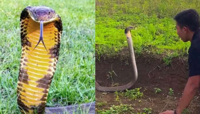 king Cobra Video: ఏం గుండెరా వాడిది... 16 అడుగుల భారీ కింగ్ కోబ్రాతో ఏంచేస్తున్నాడో తెలుసా..?.. వీడియో.. 
