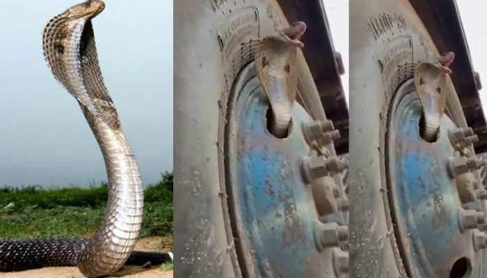Snake Video: అయ్యోపాపం.. పెద్ద టైర్‌లో ఇరుక్కుని బుసలు కొడుతున్న నాగు పాము.. వీడియో వైరల్..