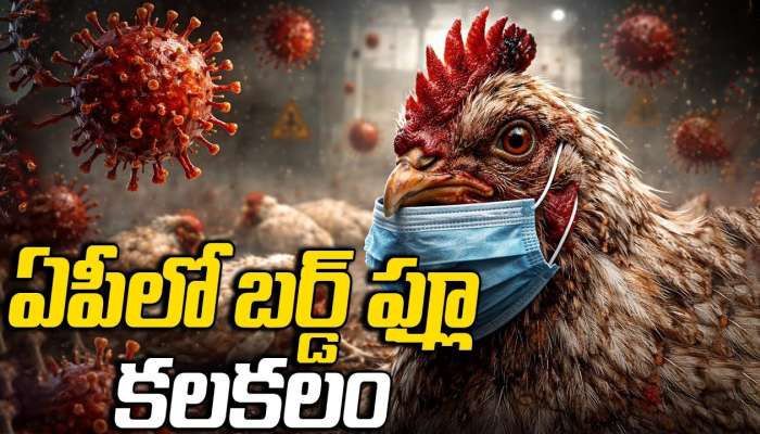 Bird Flu Cases In AP: ఏపీలో బర్డ్‌ ఫ్లూ పంజా..భారీగా పెరిగిన కేసులు..చికెన్, కోడిగుడ్లు తింటున్నారా?