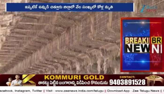 Bird Flu Effect on AP & Telangana Officials Warning