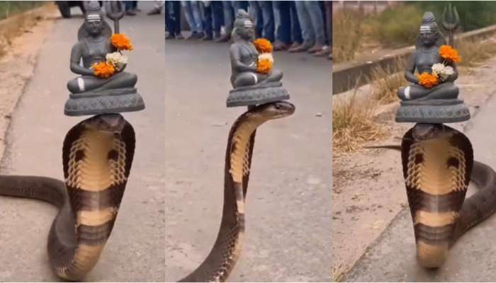 Video Viral: అరెవావ్.. శివయ్య విగ్రహంను శిరస్సుపై ధరించిన నాగు పాము.. అరుదైన వీడియో..