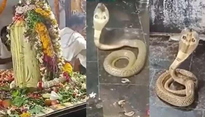  Video Viral: శివ పార్వతుల కళ్యాణంలో ప్రత్యక్షమైన నాగు పాము.. తెలంగాణలో అద్భుత ఘటన.. వీడియో వైరల్..