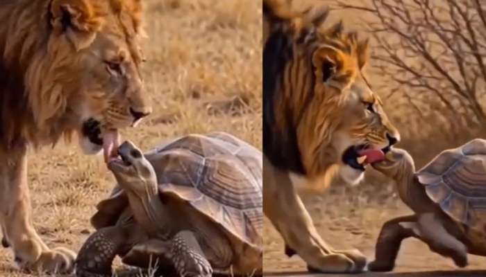 Tortoise VS Lion Video: ఓర్నాయనో.. సింహనికే సుస్సుపోయించిన తాబేలు.. వీడియో చూస్తే నోరెళ్ల బెట్టడం ఖాయం..