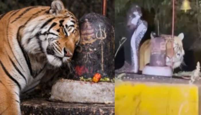 Video Viral: అద్భుతం..అడవిలో శివలింగం దగ్గర పెద్ద పులి.. ఏంచేస్తుందో తెలుసా..?.. వీడియో..