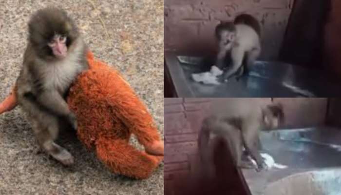 Monkey Video: ఇదెక్కడి మాస్ రా మావా.!.. పంచ్ తర్వాత వార్తల్లో నిలిచిన మరో వానరం.. ఏంచేస్తుందో తెలుసా..?.. వీడియో వైరల్..