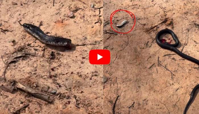 Cobra Video: తల తెగినా చావని కాలనాగు.. కోరలు చాస్తూ భీభత్సం.. వీడియో!
