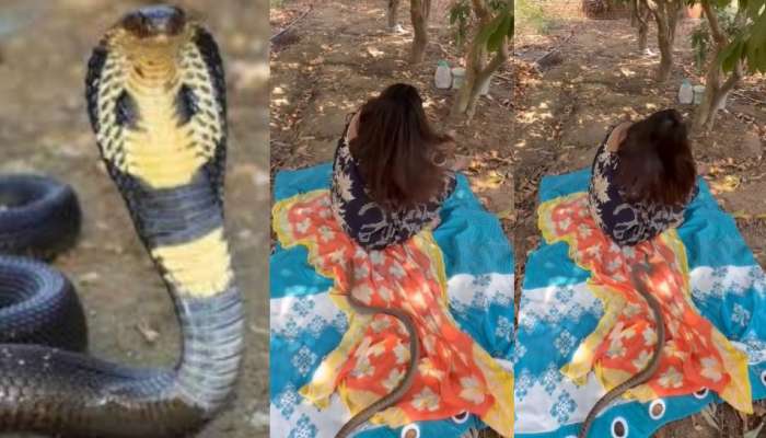  Snake Video: పచ్చని చెట్ల కింద కూర్చున్న యువతి.. ఇంతలో బుసలు కొడుతూ పడ్డ భారీ సర్పం.. వీడియో వైరల్..