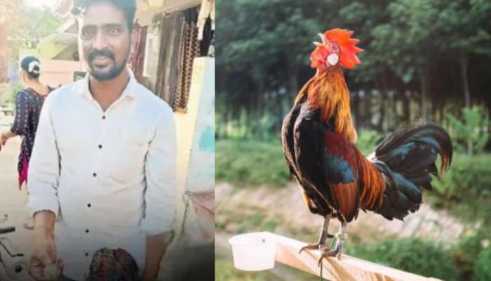 Srikakulam: ఇదెక్కడి విడ్డూరం.. గుడ్డు పెట్టిన కోడి పుంజు.. ఏపీలో వింత ఘటన..
