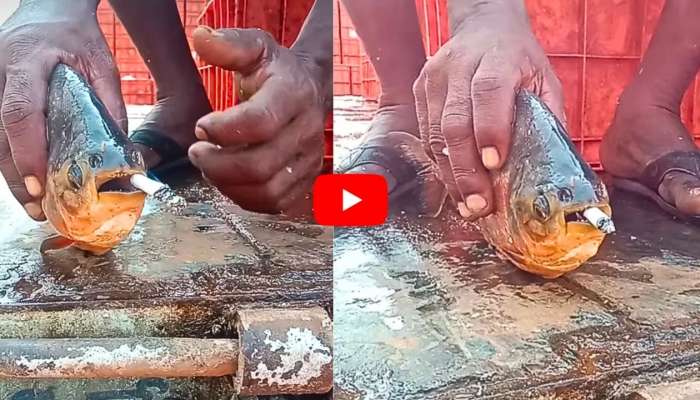 Viral Video: చేపకు సిగరెట్ తాగించిన వ్యక్తి.. నెటిజన్ల ఆగ్రహం.. వీడియో!