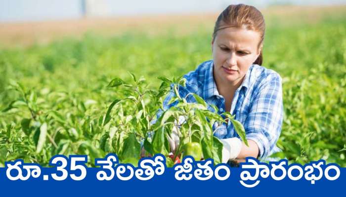 Agriculture Govt Job: నిరుద్యోగులకు గుడ్ న్యూస్.. అగ్రికల్చర్ సంస్థ నుంచి ప్రభుత్వ ఉద్యోగం.. రూ.35 వేలతో జీతం ప్రారంభం..