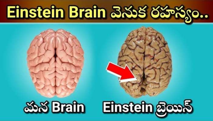 Facts About Einstein Brain: ప్రపంచ మేధావి ఆల్బర్ట్ ఐన్‌ స్టీన్ బ్రెయిన్ వెనుక ఉన్న నమ్మలేని నిజాలు ఇవే..