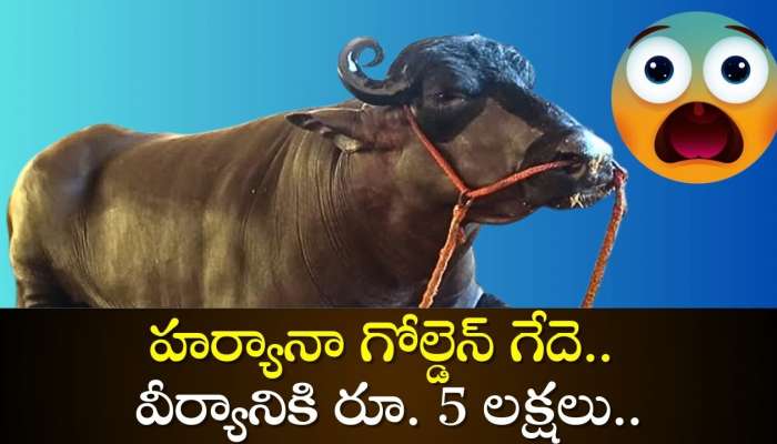 Haryana Golden Buffalo Viral News: హర్యానా గోల్డెన్‌ గేదె.. వీర్యానికి రూ. 5 లక్షలు.. ఆశ్చర్యపరిచే మరెన్నో.. 