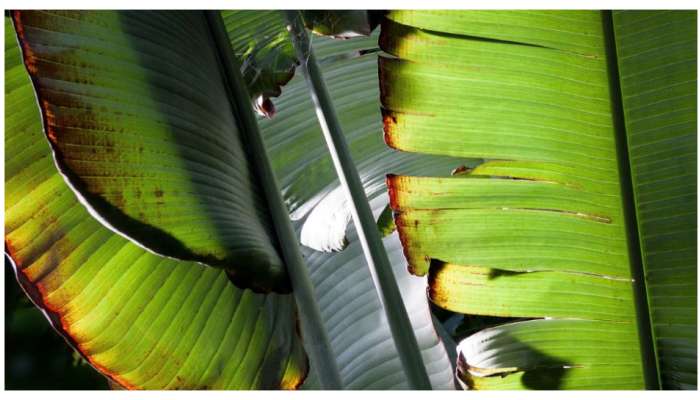 Banana Leaf: అందుకే అరటి ఆకు అంత గొప్పది.. మీకు తెలియని 5 ఆరోగ్య ప్రయోజనాలు తెలుసుకోండి..