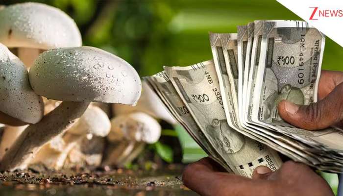 Best Business Idea: సూపర్ బిజినెస్ ఐడియా బ్రదరూ.. రోజుకు రూ.40 వేలు సంపాదించుకోండి ఇలా..!