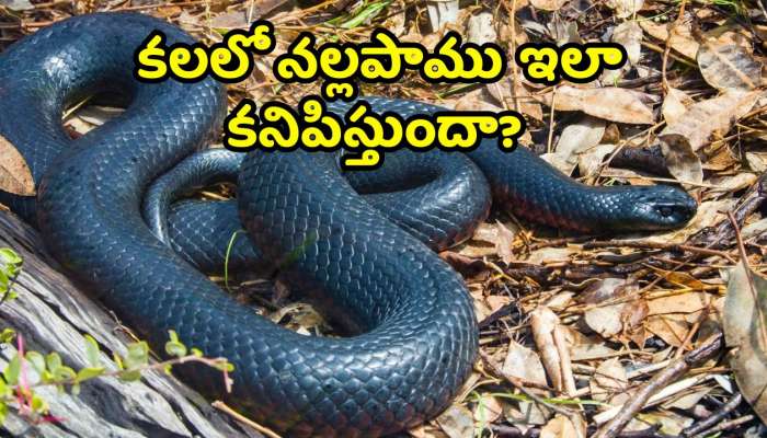 Black Snake Dream: కలలో నల్లపాము ఇలా కనిపిస్తుందా? భవిష్యత్‌లో జరిగేది ఇదే!