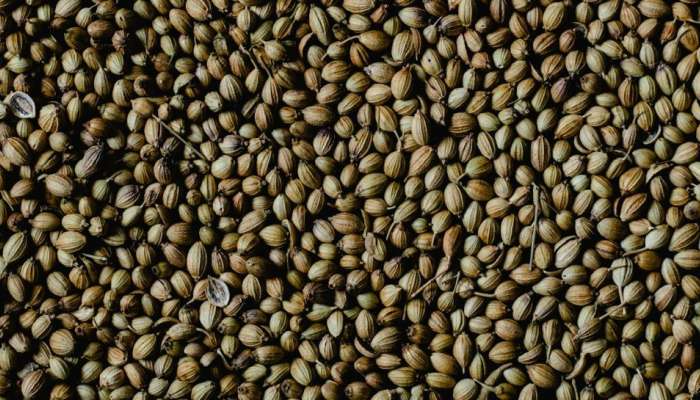 Coriander: ధనియాలతో హెర్బల్ టీ చేసుకొని తాగితే కొలెస్ట్రాల్ ఐసులా కరిగి గుండె పోటు రమ్మన్నారాదు