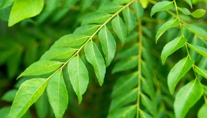 Curry Leaves Benefits: డయాబెటిస్, హెయిర్ ఫాల్ సమస్యల్ని కరివేపాకులు ఎలా తగ్గిస్తాయంటే