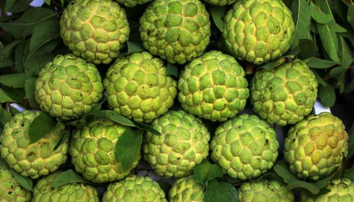 Custard apple: చలికాలంలో ఈ పండు తిని ఒకే సారి 7 రకాల జబ్బులకు చెక్ పెట్టేయండి