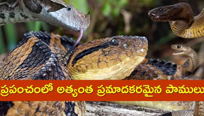 Most Dangerous Snakes: ప్రపంచంలో అత్యంత ప్రమాదకరమైన పాములు..దీని ఒక్క కాటు 100 మందిని చంపేస్తుంది!