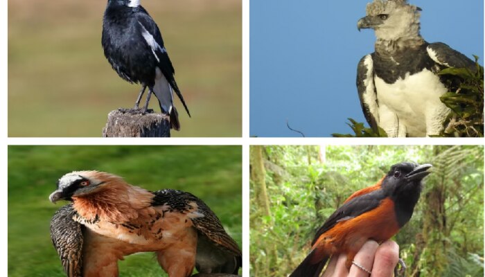 World Deadliest Birds: ప్రపంచంలోనే అత్యంత ప్రమాదకరమైన ఆరు పక్షులివే, తప్పించుకోవడం అసాధ్యం