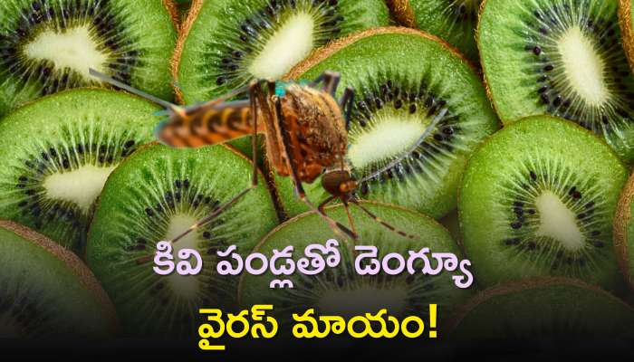 Dengue Fever Prevention: కివి పండ్లతో డెంగ్యూ వైరస్ మాయం!